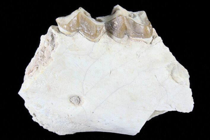 Oreodont Jaw Section With Teeth - South Dakota #82186